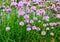 A pink flowers of chives, Allium schoenoprasum