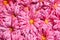 Pink flowers chrysanthemums background