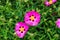 Pink flowers of cistus in spring