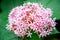 Pink flowers of Clerodendrum bungei with green blurred leaves