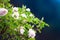 Pink flowers of climbing roses