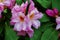 Pink Flowers Close-up