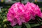 Pink flowers close-up. Rhododendron bush. Blooming Alpine Rose. Potted garden. Hot pink flower. Floral pattern, background. Flower