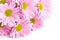 Pink flowers closeup