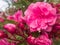 Pink flowers of common peonys. Paeonia officinalis