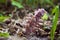 Pink flowers of common toothwort, inflorescence of rare parasitic plant, living underground on tree roots, spring forest