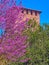 The pink flowers of Cornus Florida tree and Visconti Castle, Pavia, Italy
