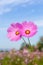 Pink flowers cosmos.