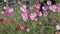 Pink flowers of Cosmos plants Cosmos bipinnatus in garden