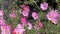 Pink flowers of Cosmos plants Cosmos bipinnatus in garden