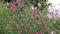 Pink flowers of Cosmos plants Cosmos bipinnatus in garden