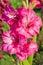 Pink flowers of cultivated gladiolus close-up