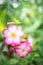 Pink flowers daisy nature in the garden background