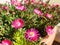 Pink flowers Delosperma cooperi