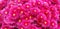 Pink flowers Delosperma cooperi or Malephora crocea