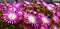 Pink flowers Delosperma or Malephora