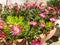 Pink flowers Delosperma on the sunny day.