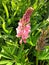 Pink flowers delphinium photo