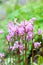 Pink flowers, Dodecatheon meadia