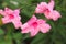 Pink flowers and droplets of Popping pod.