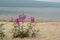 Pink flowers of dwarf fireweed Chamaenerion latifolium growing on the shore of Jack London Lake, Magadan region