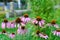 Pink flowers echinacea bush