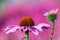 Pink flowers,Echinacea,Echinacea in the garden .