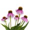 Pink flowers of Echinacea purpurea on a white background. View from above