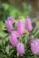 Pink flowers of Echium nervosum A good plant to entice bees and butterflies into the garden