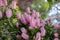 Pink flowers of Echium nervosum A good plant to entice bees and butterflies into the garden.