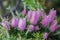 Pink flowers of Echium nervosum A good plant to entice bees and butterflies into the garden.