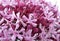 Pink flowers/Eupatorium maculatum/
