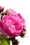 Pink flowers and evolving buds of rose Geschwind Nordlandrose, Geschwind 1884, white background