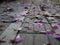 Pink flowers fallen on a concrete pathway