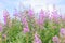 Pink flowers of fireweed (Epilobium or Chamerion angustifolium) in bloom ivan tea