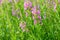 Pink flowers of fireweed & x28;Epilobium or Chamerion angustifolium& x29; in bloom ivan tea