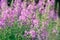 Pink flowers of fireweed & x28;Epilobium or Chamerion angustifolium& x29; in bloom ivan tea