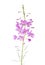 Pink flowers of fireweed isolated on white background. Chamaenerion angustifolium