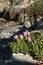 Pink Flowers and Fishermen on Ocean Cliffs