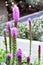 Pink flowers on a flowerbed in a city park, spikelet liatris, blurred background