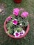 Pink flowers, flowerpot, natural, Beautiful flowers