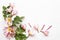 Pink flowers frangipani decoration on background white