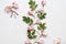 Pink flowers frangipani decoration on background white