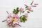 Pink flowers frangipani decoration on background white