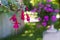 Pink flowers Fuchsia in garden