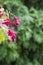 Pink flowers Fuchsia grow in summer garden