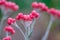 Pink flowers in garden