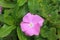 Pink flowers in garden in Brazil in spring and much appreciated for being ornamental