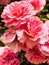 Pink flowers garden carnation
