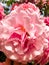 Pink flowers garden carnation